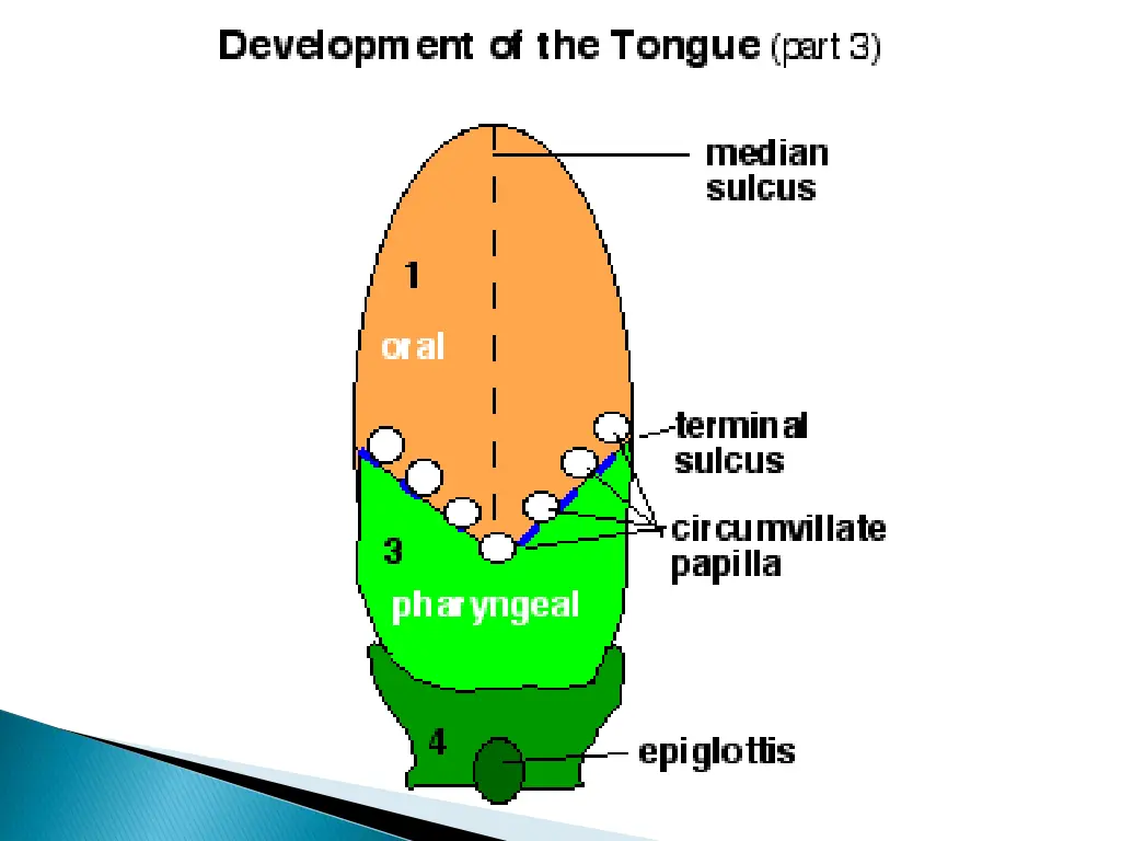 slide25