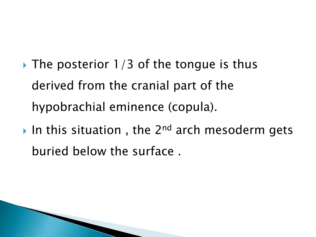 the posterior 1 3 of the tongue is thus derived