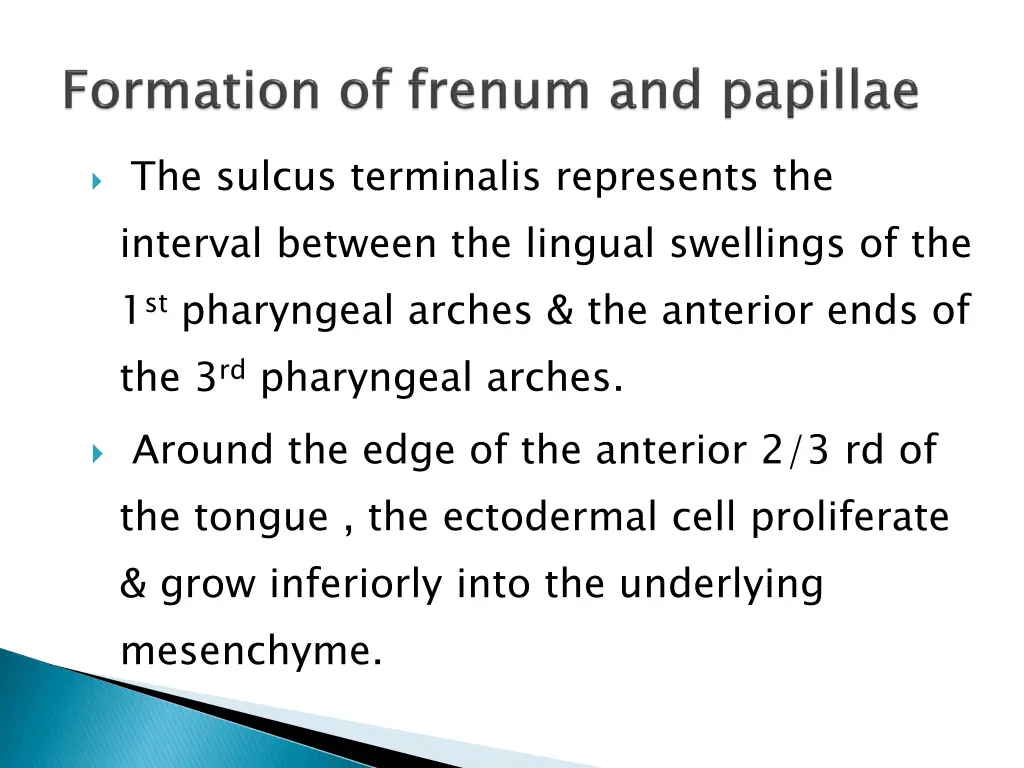 the sulcus terminalis represents the interval