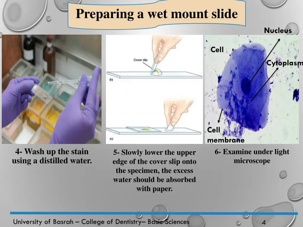 preparing a wet mount slide 2