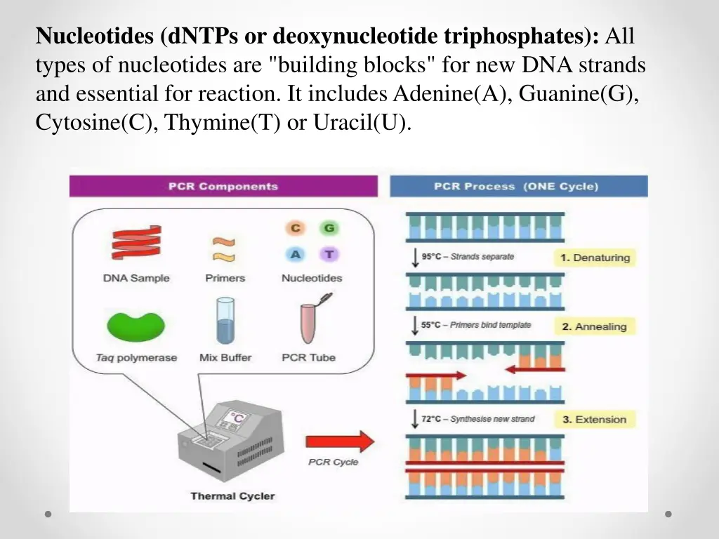nucleotides dntps or deoxynucleotide