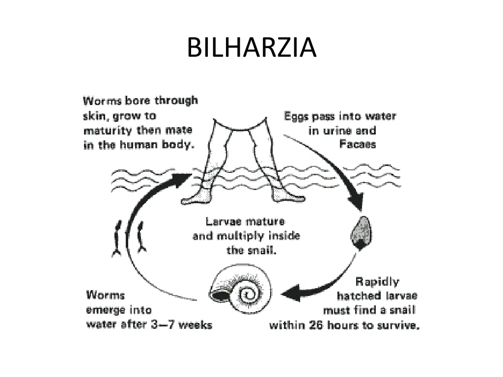 bilharzia