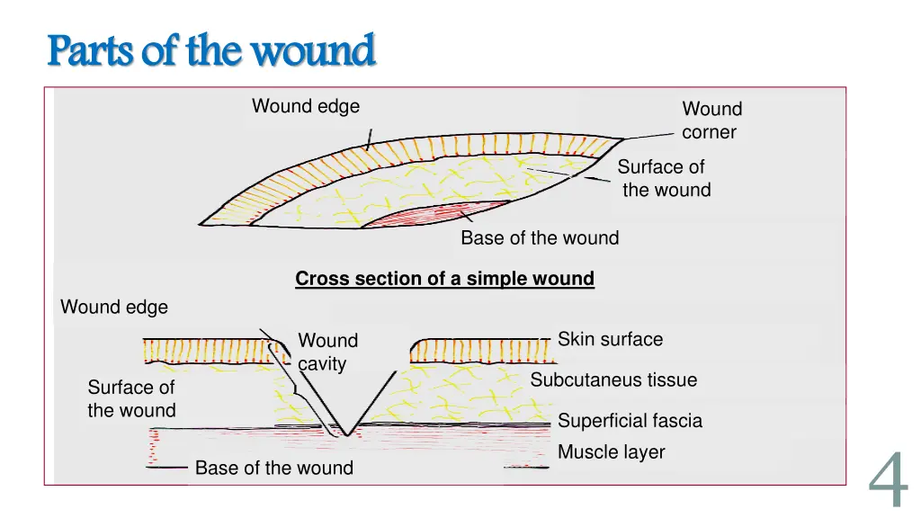 parts of the wound