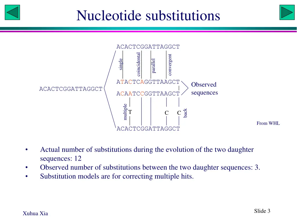 nucleotide substitutions