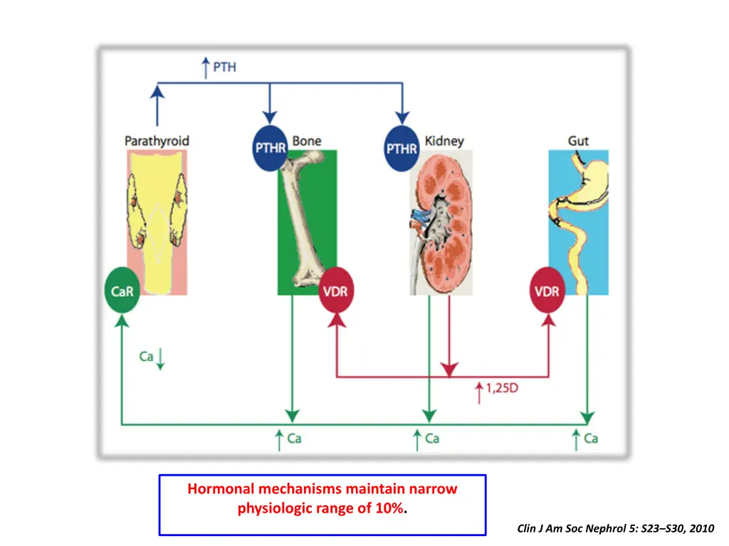 hormonal mechanisms maintain narrow physiologic