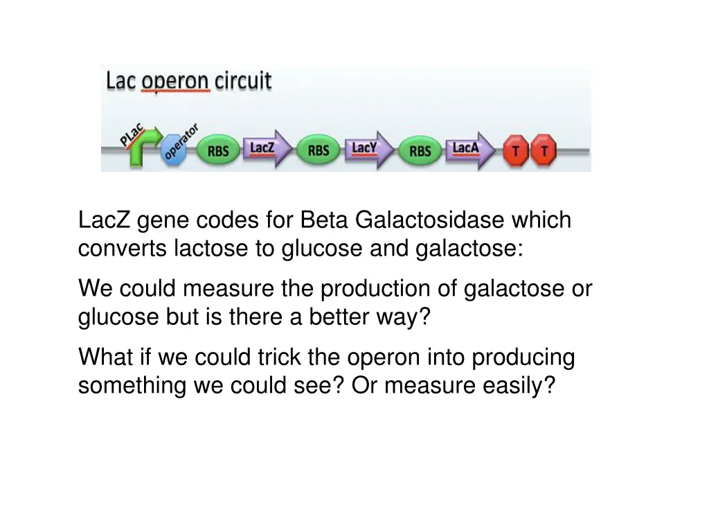 lacz gene codes for beta galactosidase which