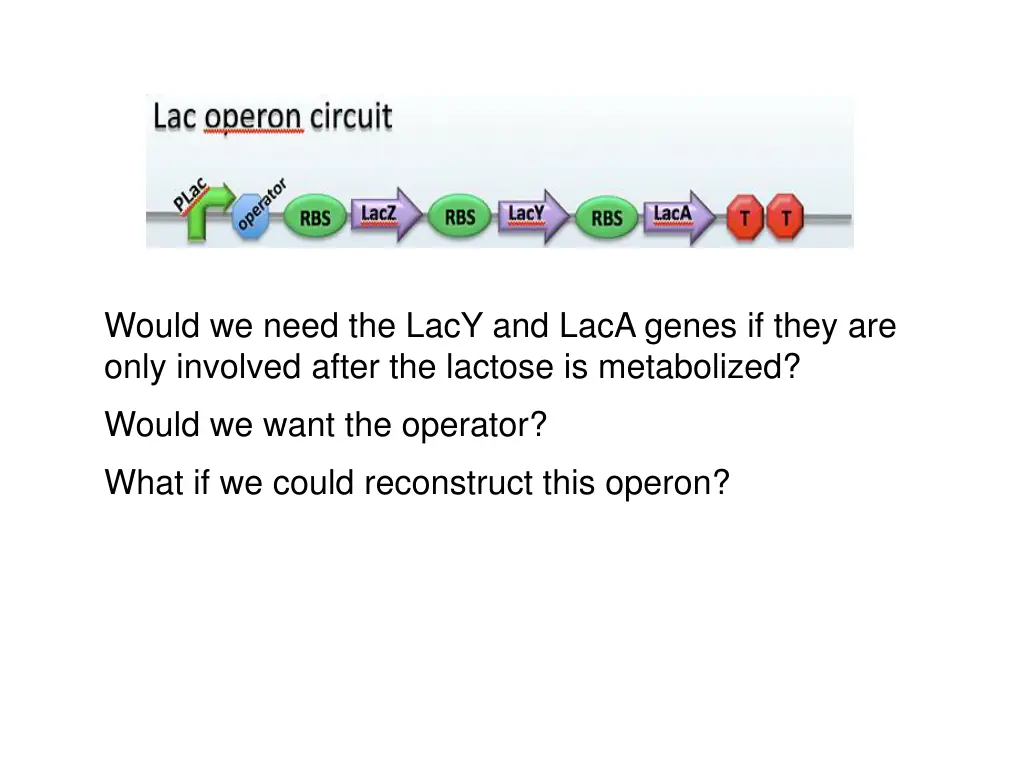 would we need the lacy and laca genes if they