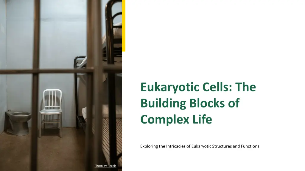 eukaryotic cells the building blocks of complex