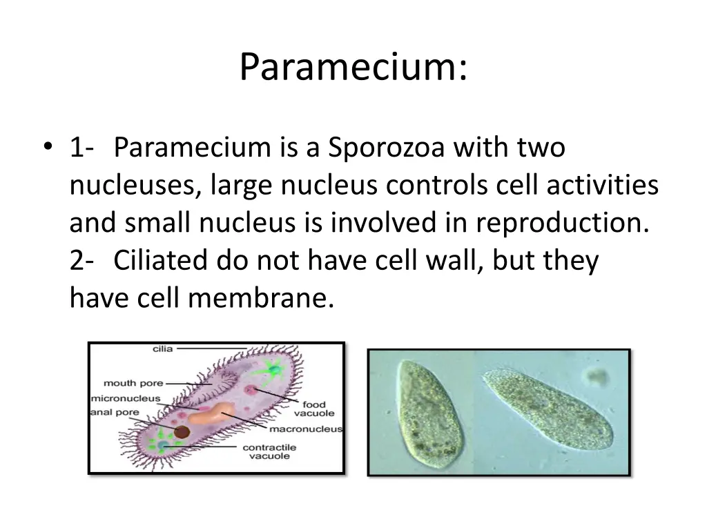 paramecium