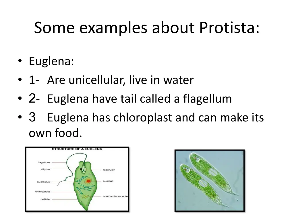 some examples about protista
