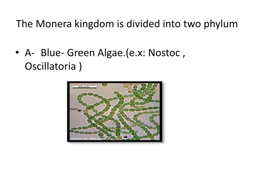 the monera kingdom is divided into two phylum