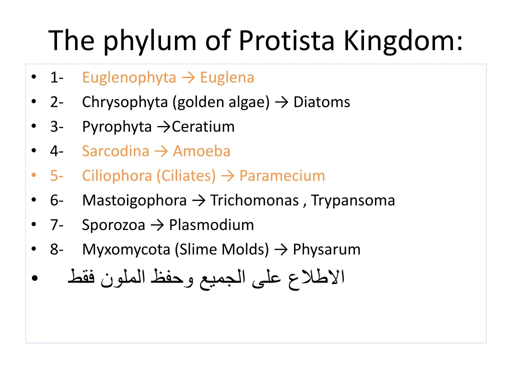 the phylum of protista kingdom