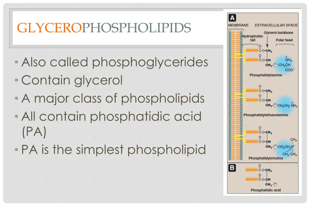 glycerophospholipids