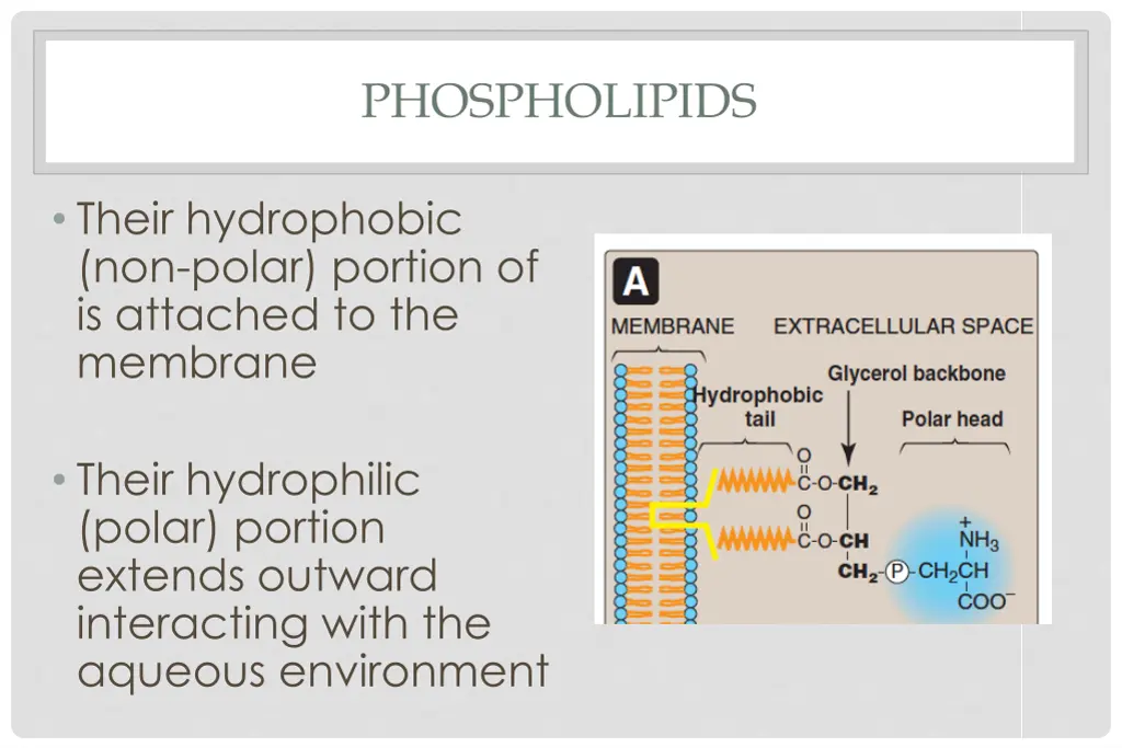 phospholipids 1