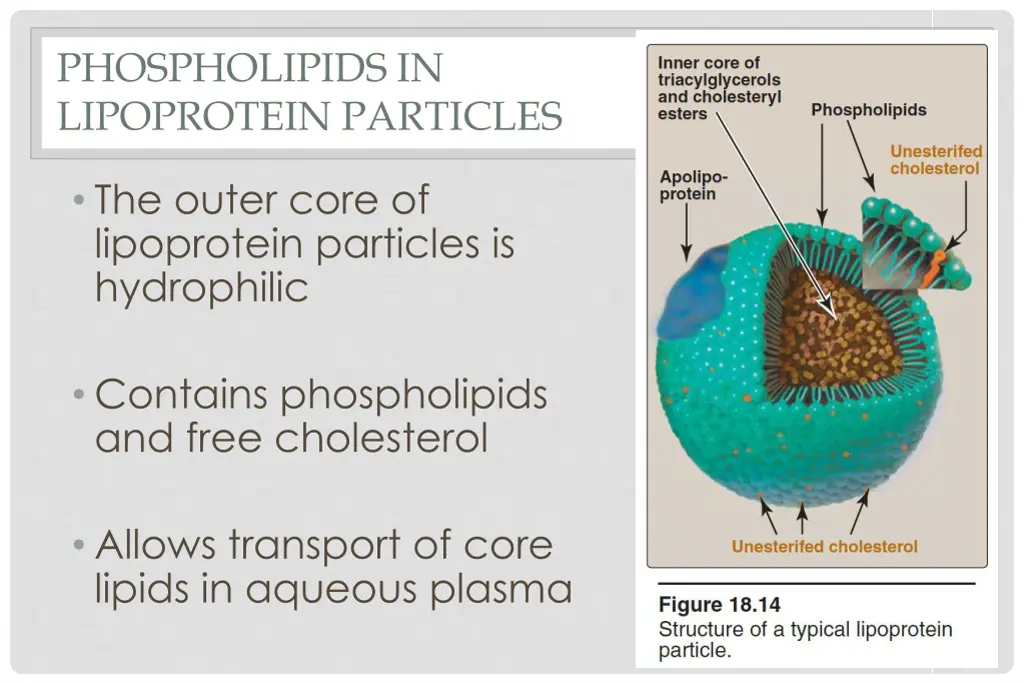 phospholipids in lipoprotein particles