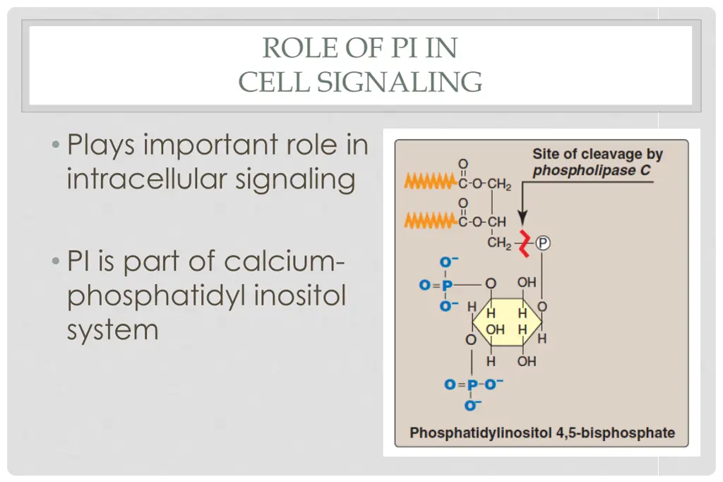 role of pi in cell signaling