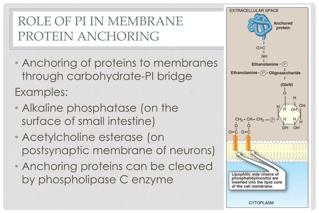role of pi in membrane protein anchoring