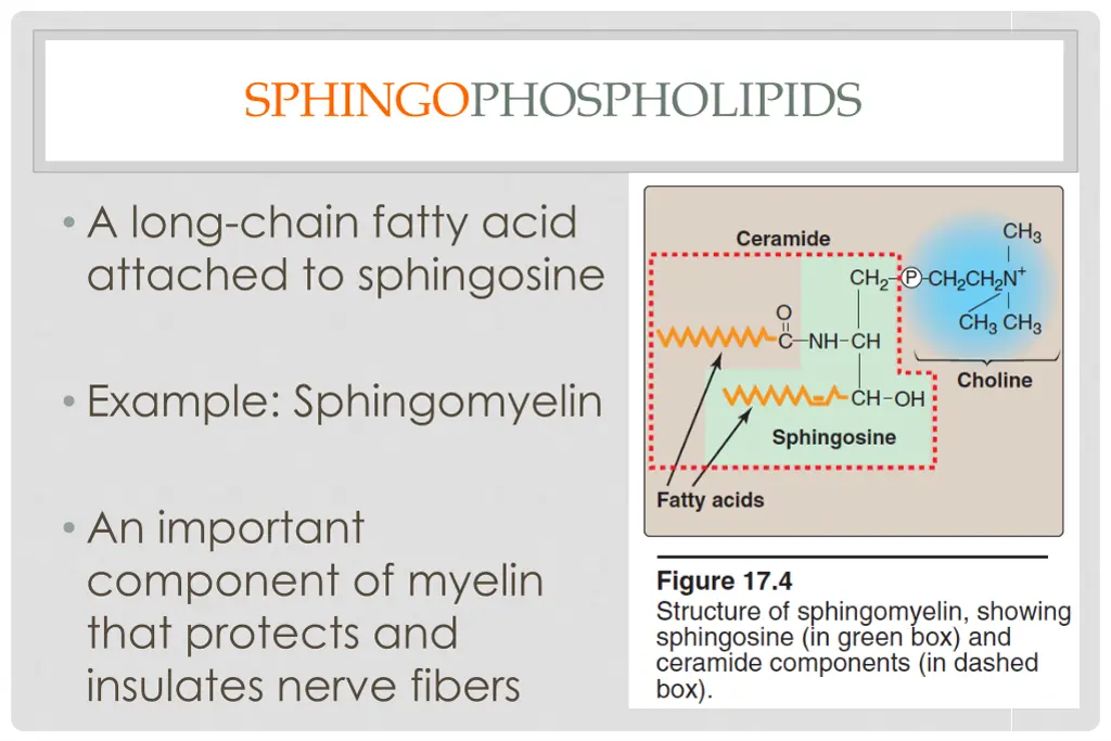 sphingophospholipids