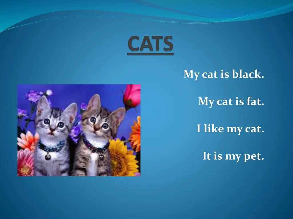 my cat is black
