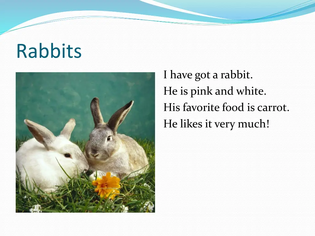 rabbits