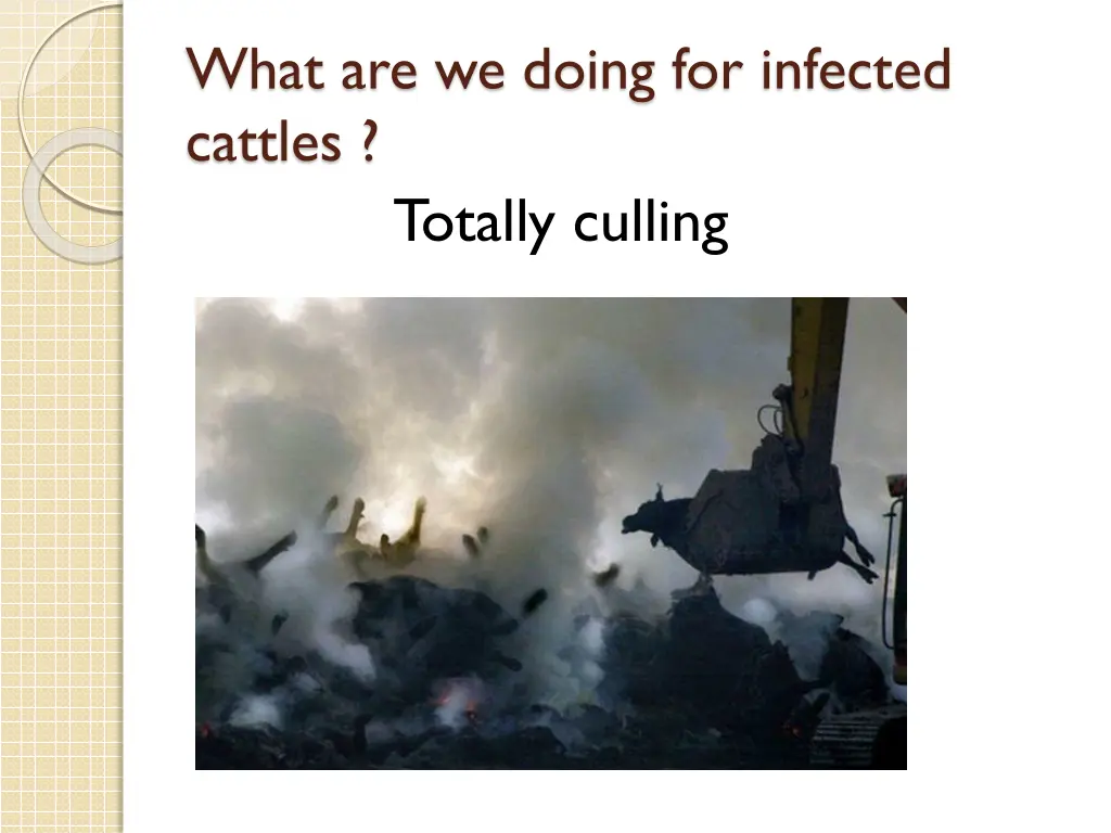 what are we doing for infected cattles totally