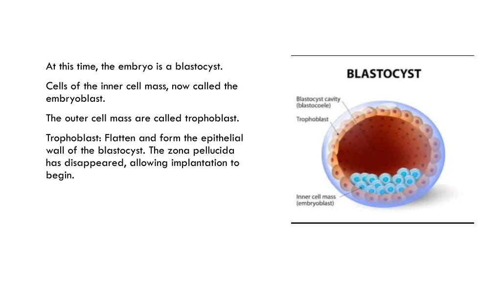 at this time the embryo is a blastocyst