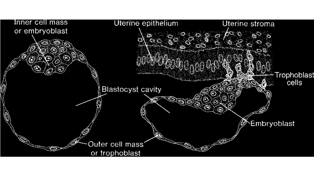 blastocyst