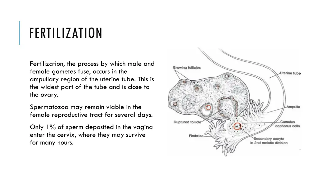 fertilization