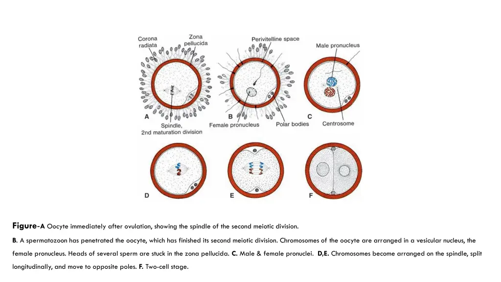 figure a oocyte immediately after ovulation