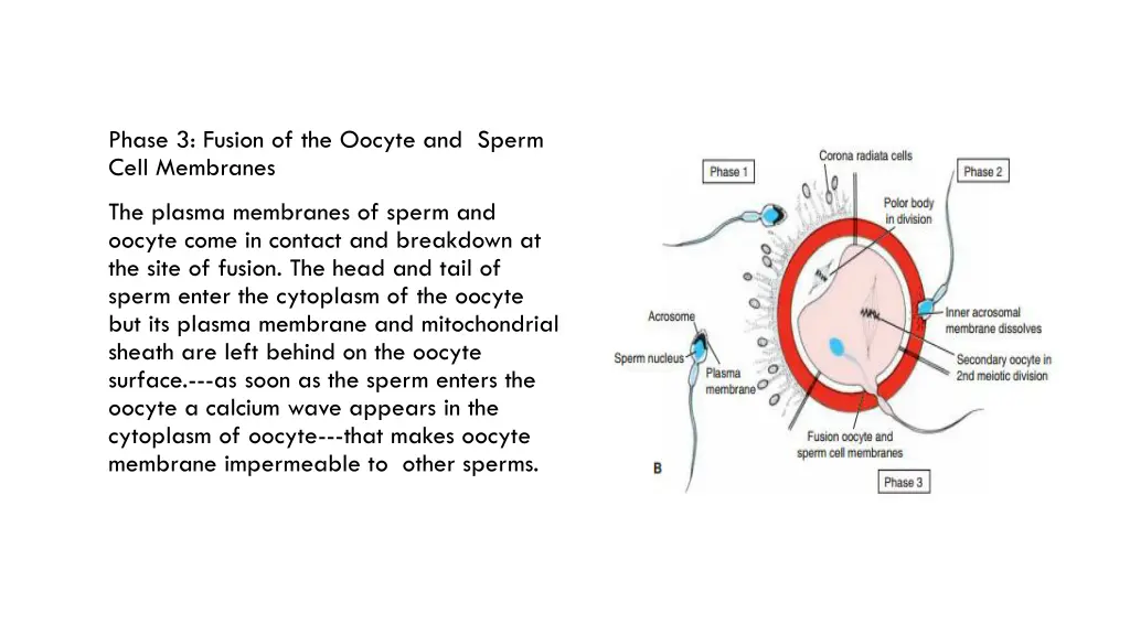 phase 3 fusion of the oocyte and sperm cell