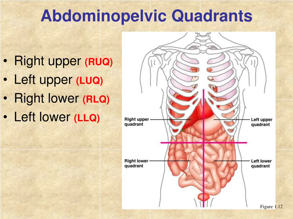 abdominopelvic quadrants