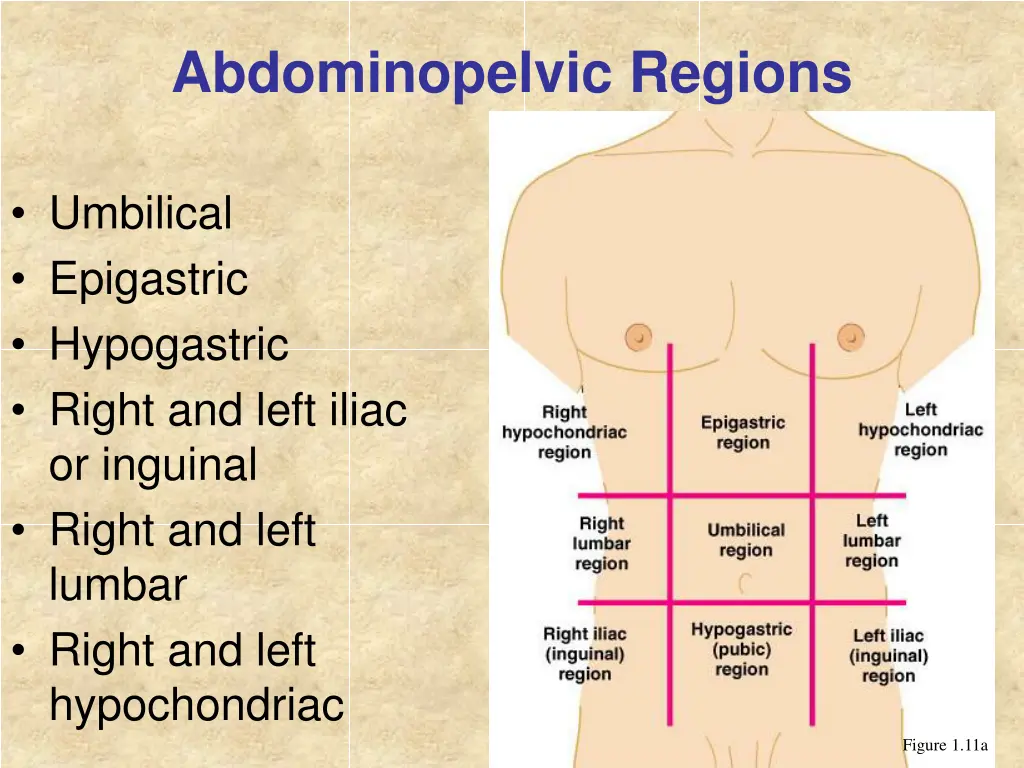 abdominopelvic regions