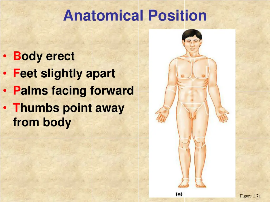 anatomical position