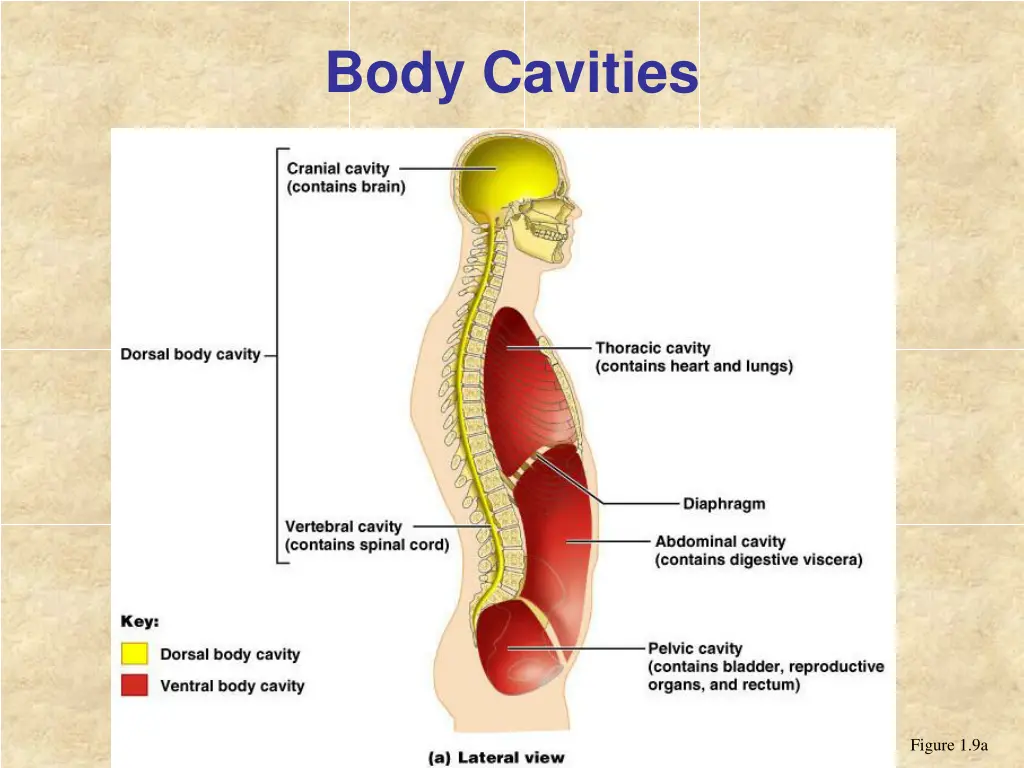 body cavities