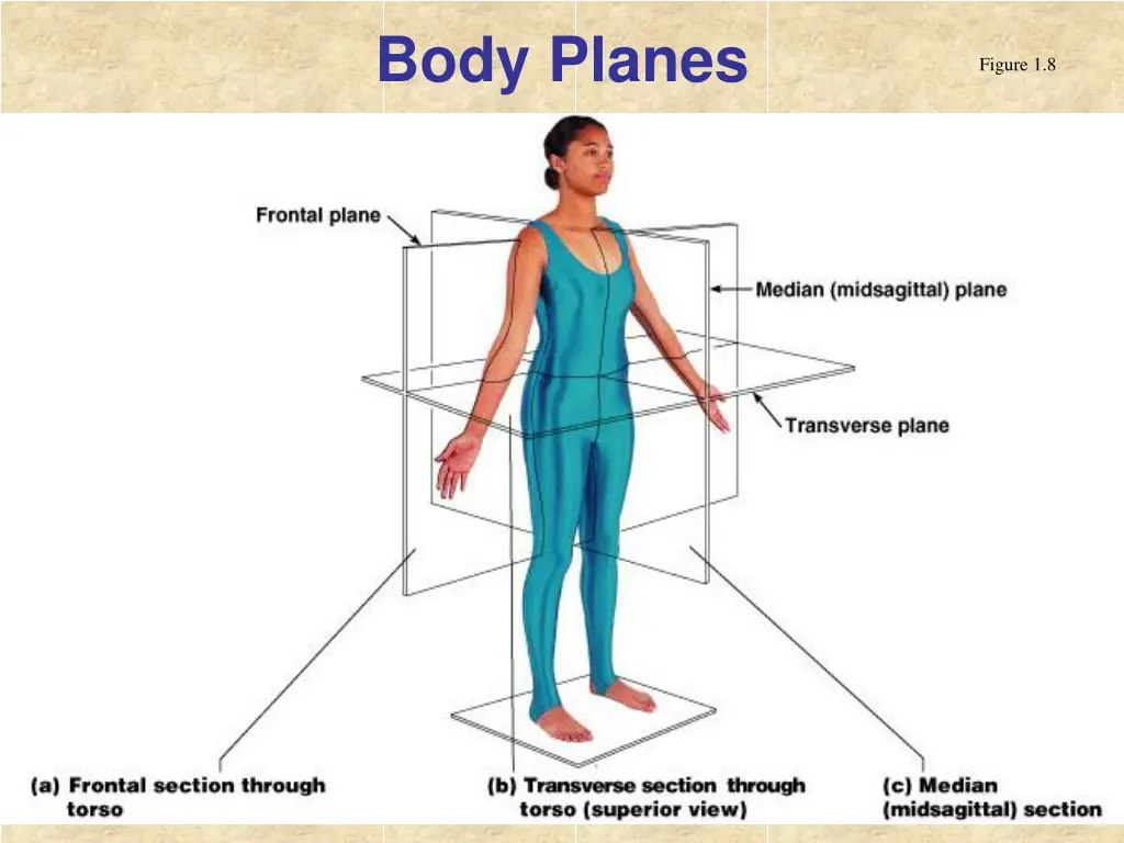 body planes 1