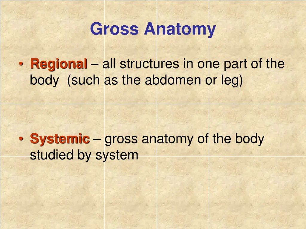 gross anatomy