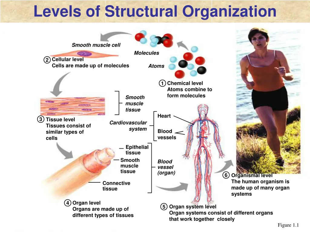 levels of structural organization
