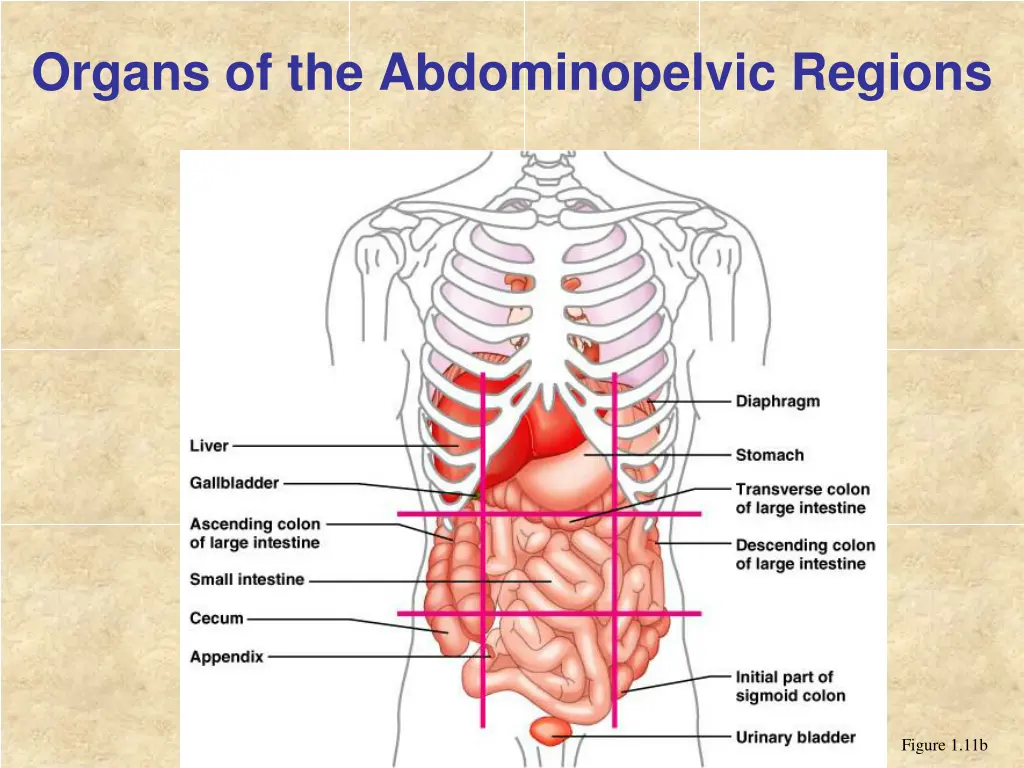 organs of the abdominopelvic regions