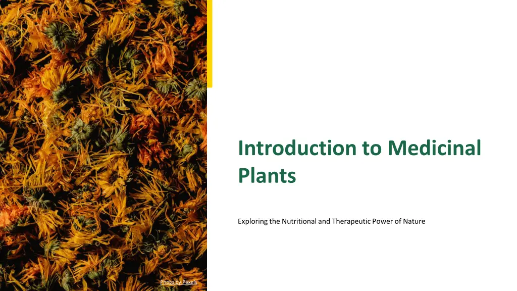introduction to medicinal plants
