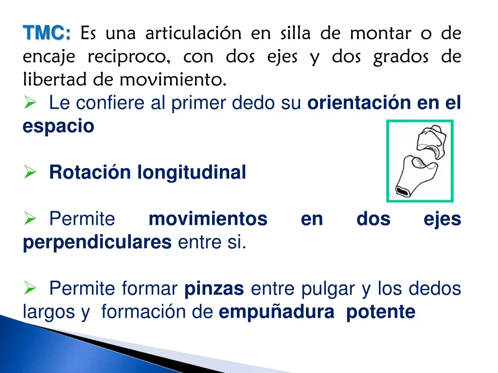 tmc es una articulaci n en silla de montar