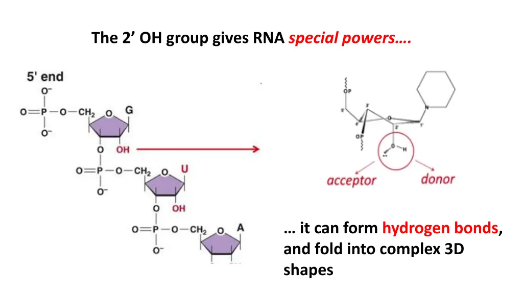 the 2 oh group gives rna special powers