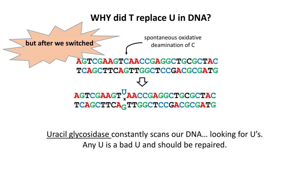 why did t replace u in dna 1