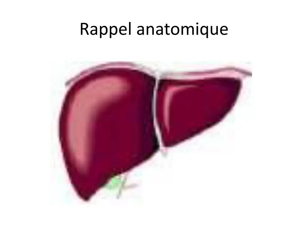 rappel anatomique
