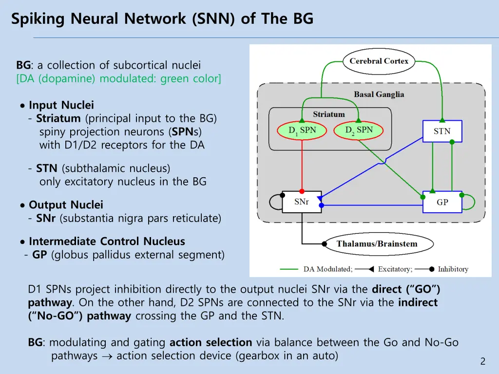 spiking neural network snn of the bg