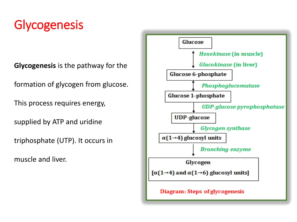 glycogenesis glycogenesis