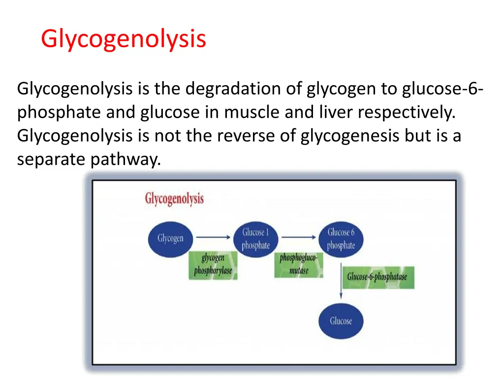 glycogenolysis