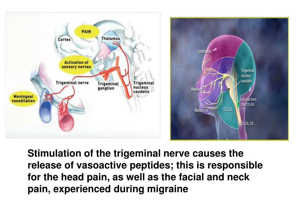 stimulation of the trigeminal nerve causes