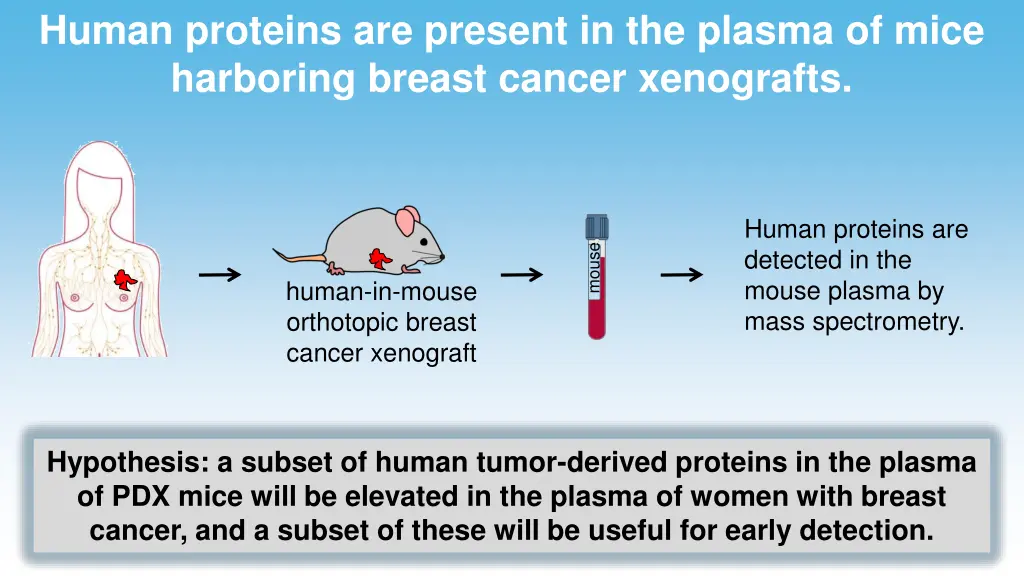 human proteins are present in the plasma of mice