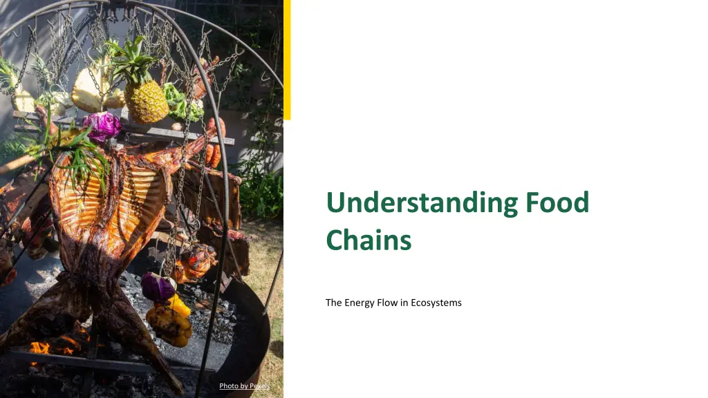 understanding food chains