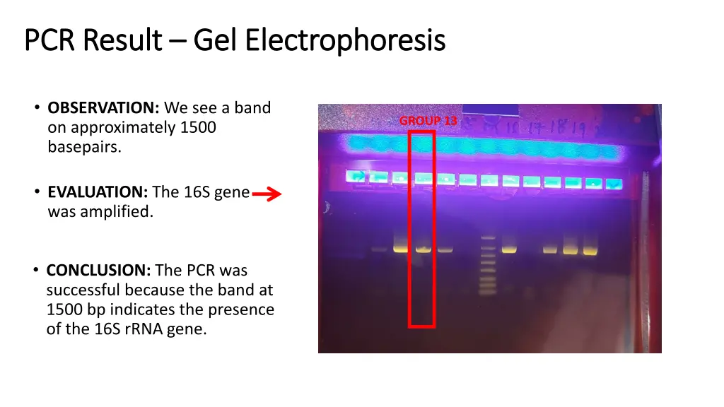 pcr pcr result result gel